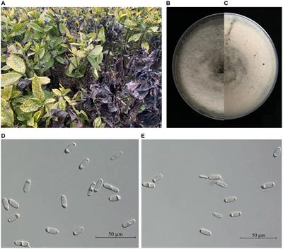 Identification of Colletotrichum aenigma as the new causal agent of leaf blight disease on Aucuba japonica Thunb., and screenings of effective fungicides for its sustainable management